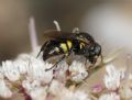 Oxybelus sp.